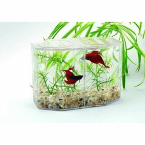 Dual Betta Fish Tank with Divided Hexagonal Design