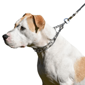 Dog Training Collar with Quick Release Latch and Prong Design